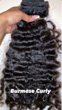 Burmese Curly
